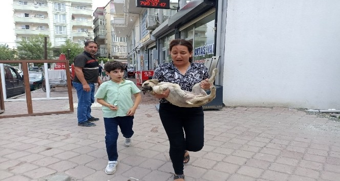 Araba çarpması sonucu yaralanan yavru köpeği kucağına alarak veterinere koşturdu