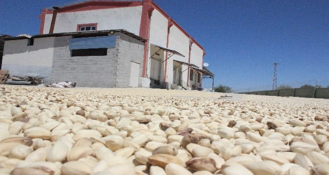 Fıstıklar ayıklanmaya başlandı