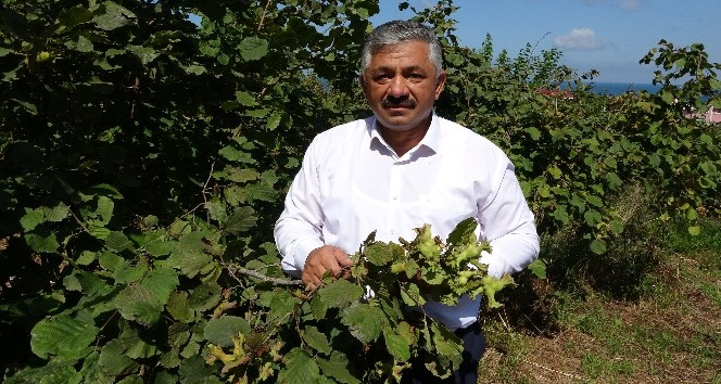 Kaliteli fındık için ‘erken hasat yapmayın’ uyarısı