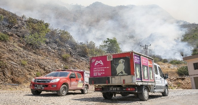 Büyükşehir ekipleri, yangından etkilenen hayvanlar için yardıma koştu