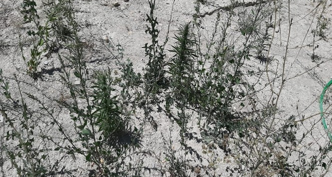 Kahramanmaraş’ta 34 kök kenevir bitkisi ele geçirildi