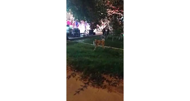 Düğün müziğine kapılan köpek dans etti
