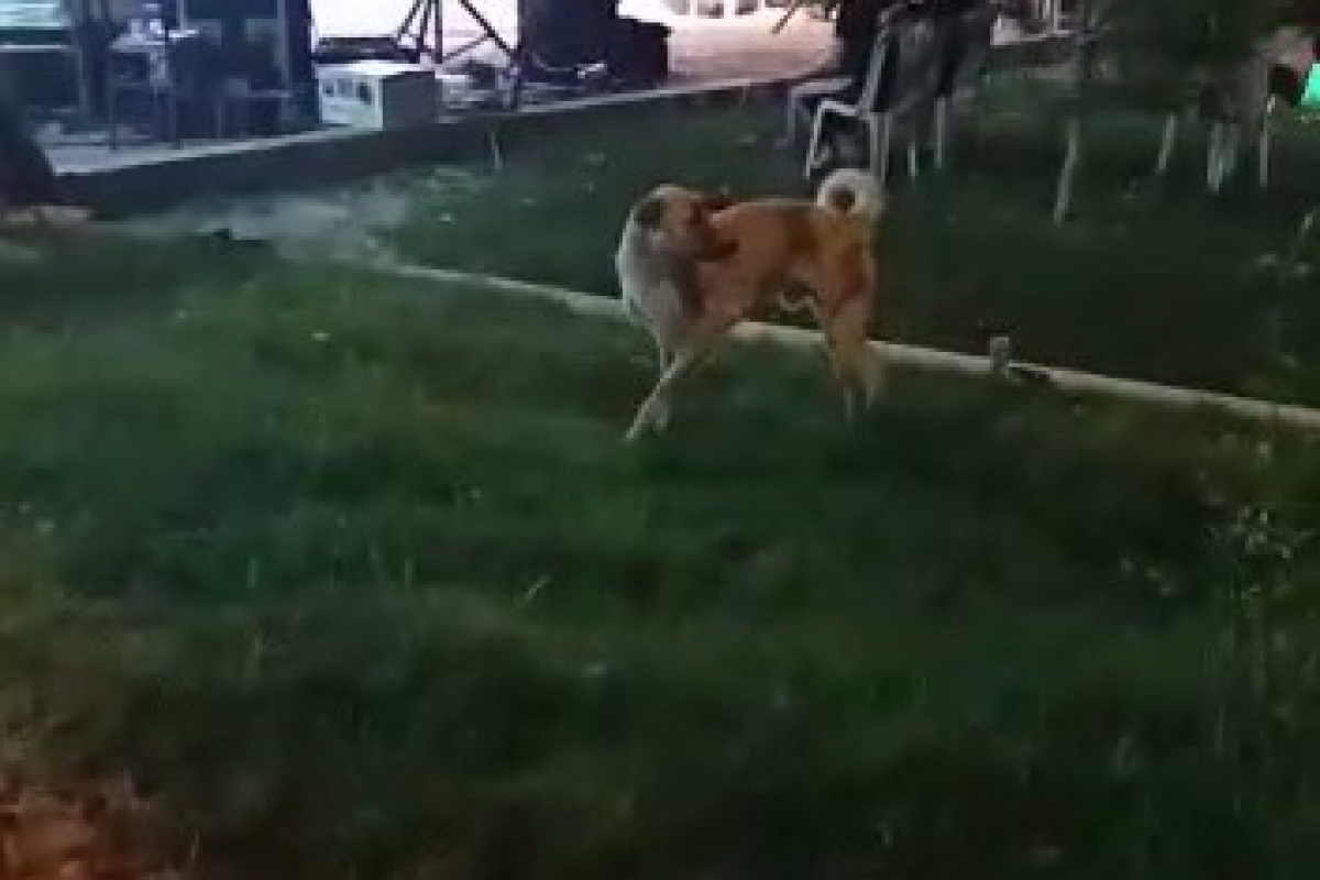 Düğün müziğine kapılan köpek dans etti