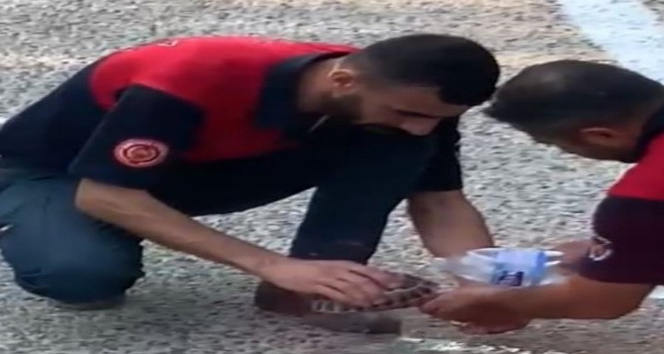 Yangından kaçan yavru kaplumbağaya elleriyle su verdiler