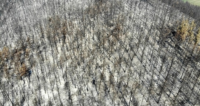 Osmaniye’deki orman yangınının ilerlemesi durduruldu