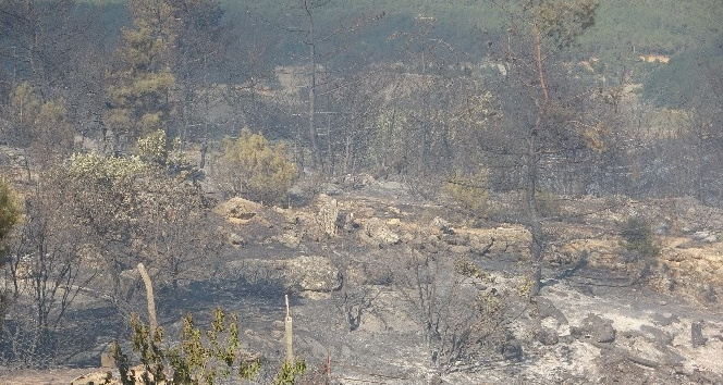 Uşak’ta çıkan orman yangını kontrol altına alındı
