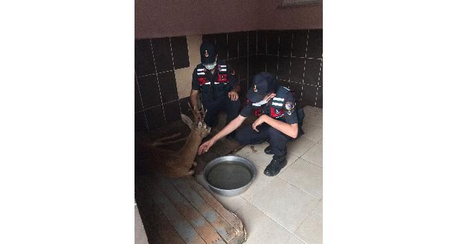 Jandarma yaralı karacayı devriye arabasıyla barınağa taşıdı