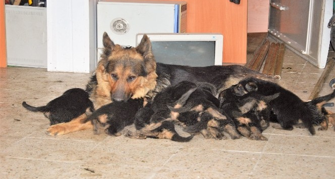 6 beklerken 11 yavru doğurdu, sahiplendirilecekler