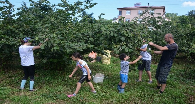 Karadeniz’de fındık hasadı başladı