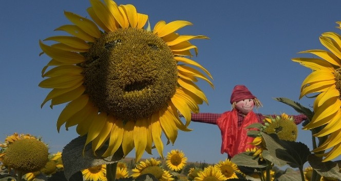 3. Ayçiçeği ve Korkuluk Festivali’nde ayçiçek tarlaları fotoğraf stüdyosuna döndü