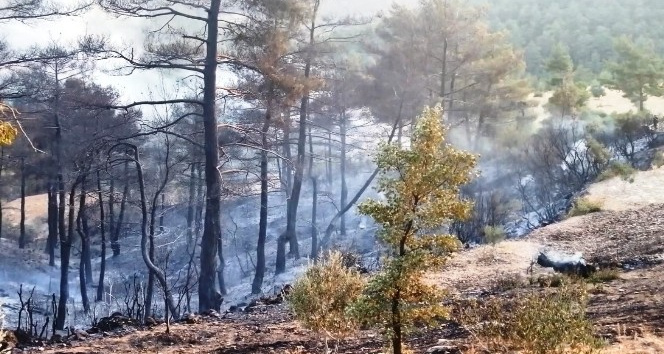 Vatandaş desteğiyle yangın kontrol altına alındı