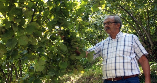 Fındık üreticisi hasat öncesi fiyat açıklanmasını bekliyor