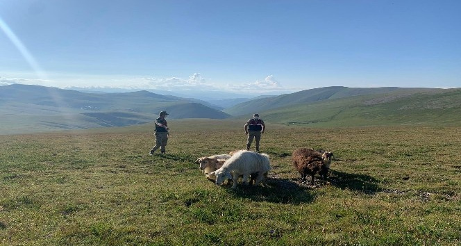 Jandarma çalınan hayvanları sahibine teslim etti
