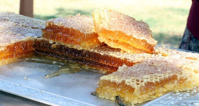 Bozok Yaylasında bal hasadı başladı