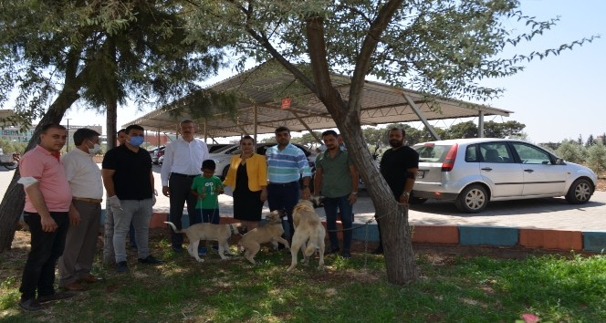 Kilis’te evcil hayvanlara önce kimlik sonra pasaport çıkarılacak