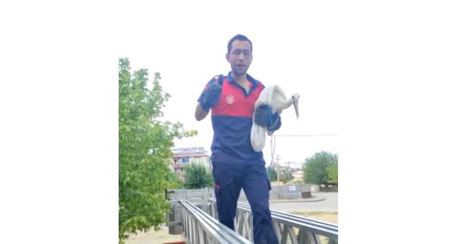 Cami kubbesindeki zincire ayağı takılan leylek  kurtarıldı