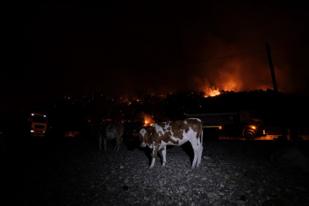 Büyükbaş hayvanlarını deniz kenarına getirerek korudular