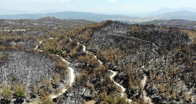 Osmaniye’de bin 500 hektar ormanlık alan küle döndü