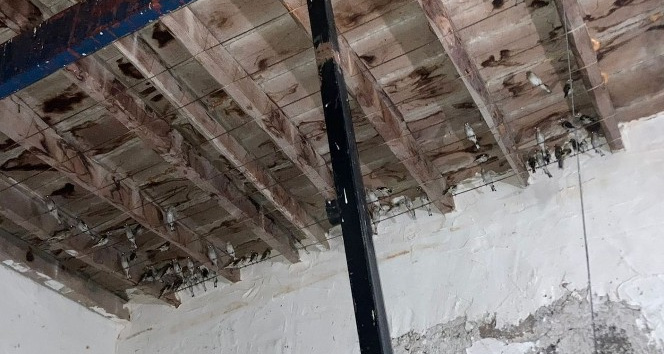 Saka kuşu ticaretine 120 bin lira ceza kesildi