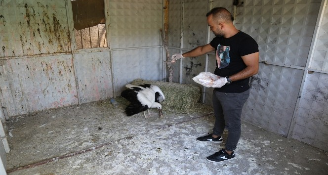 Yuvadan ayrılan yavru leylek koruma altına alındı