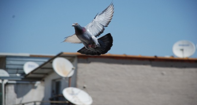 (Özel) Şampiyon güvercin “Bold Pilot”