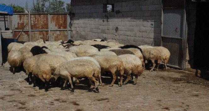 Çaldığı koyunları satarak parasını gazinoda yedi