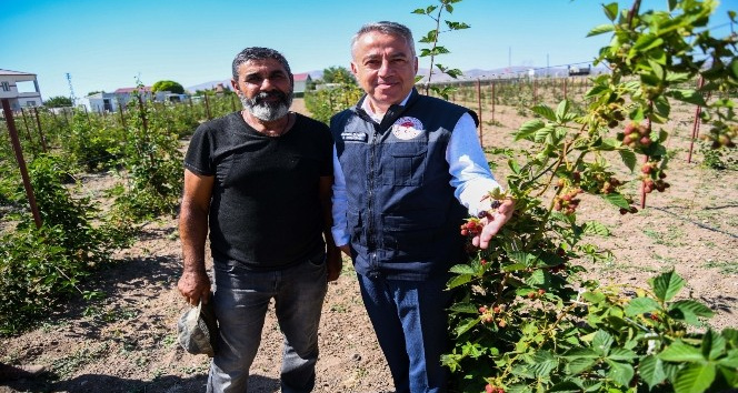 Kayseri’ye alternatif ürün; "Ahududu ve Böğürtlen Yetiştiriciliği"