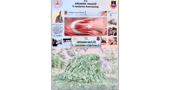 Kendiliğinden yetişen 23 bin 800 kök kenevir bitkisi imha edildi