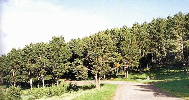 Ardahan’da mangal, semaver, ateş  yakılması ile havai fişek ve dilek balonu uçurmak yasaklandı