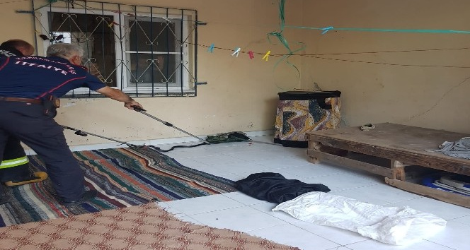 Eve giren yılanı itfaiye çıkardı