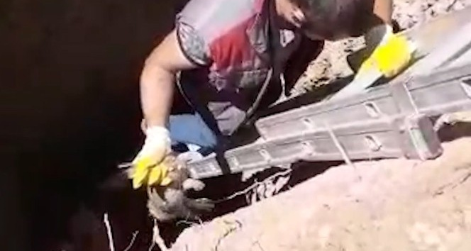 Definecilerin açtığı 14 metrelik çukura düşen tavşanı itfaiye kurtardı