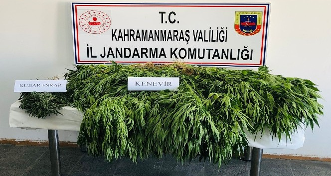 Ekinözü jandarmasından kenevir operasyonu