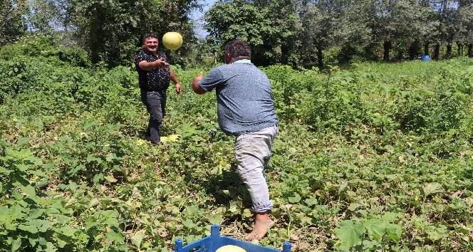 Baldan tatlı "Süreyya" kavunu  sofraların vazgeçilmezi