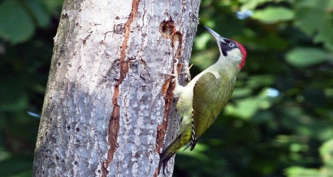 Hersek Lagününde yeşil ağaçkakan ile kuş tür sayısı 236’ya yükseldi