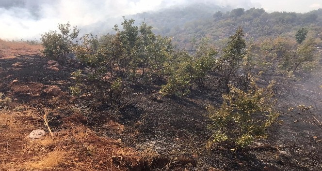 Siirt’teki orman yangını kontrol altına alındı