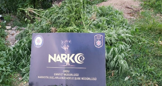 Ordu’da uyuşturucu operasyonları