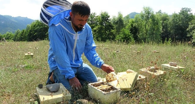 Ordu’da ‘kraliçe arı’ üretimi her geçen gün artıyor