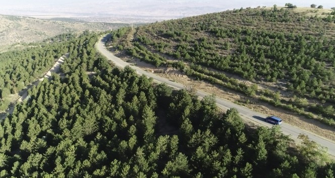 Kırıkkale’de ormanlık alanlar anbean kontrol ediliyor