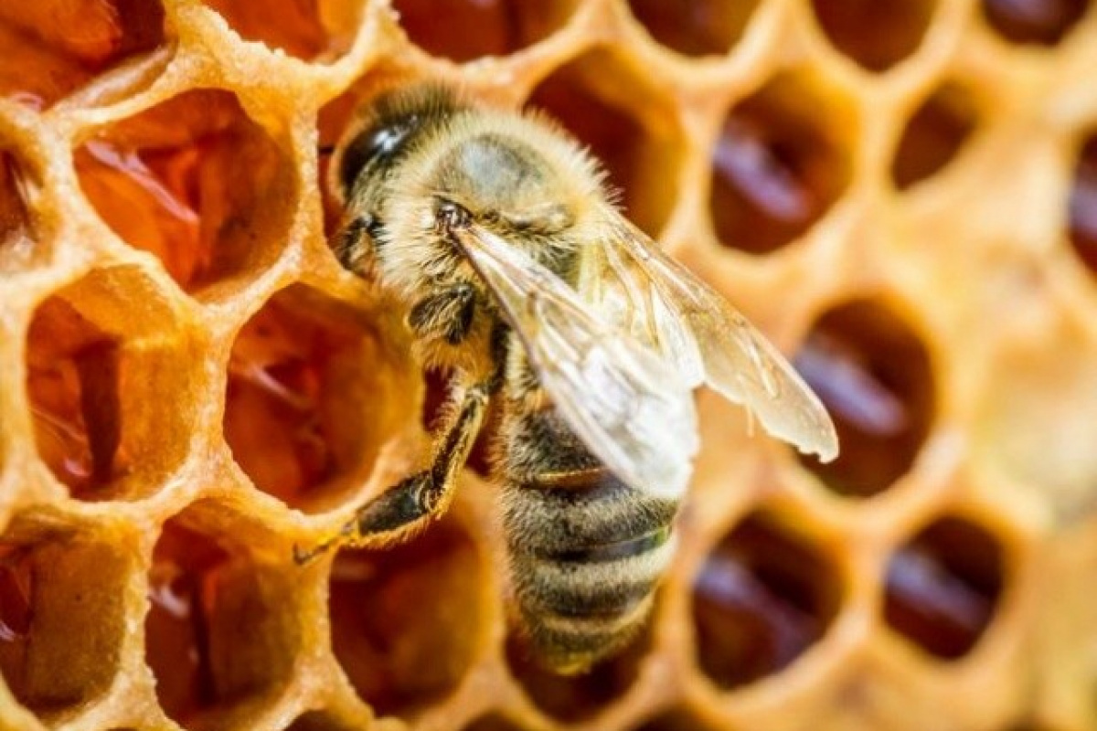 'Doğal tarım için doğal arıcılık şart'