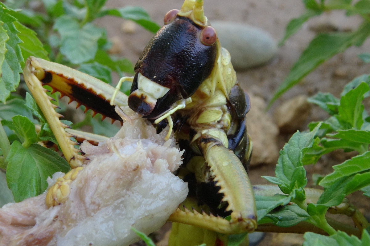 Et yiyen dev çekirge görenleri hayretler içinde bıraktı