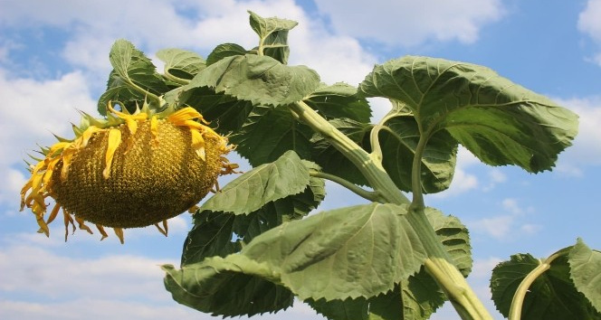Bölgede ilk defa üretilen ay çekirdeğine yoğun ilgi