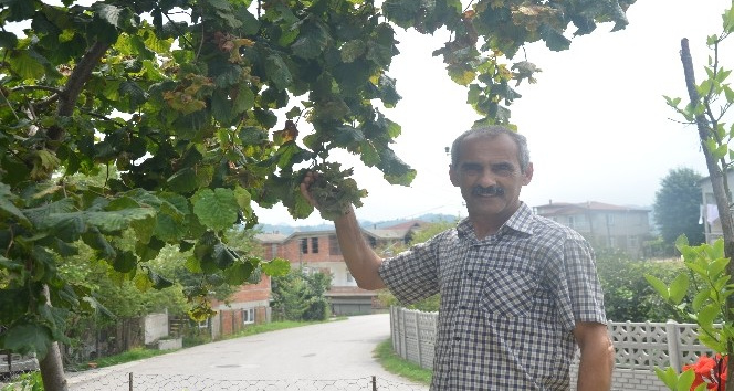 Karadeniz’de düdük fındık için çaldı