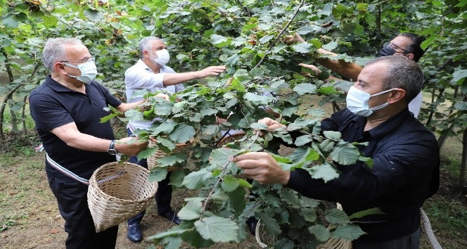 Fındık hasadı başladı, vali ve başkan bahçeye girdi