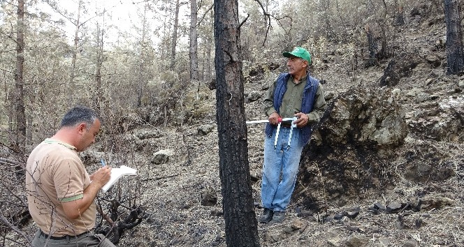 Orman mühendisleri Kozan’da damgalama çalışmalarına başladı
