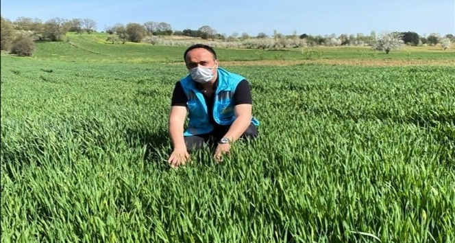 Pazarlar’da yerli buğdayın deneme ekiminden yüksek verim alındı