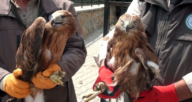 Yozgat’ta yaralı 2 kızıl şahin ve baykuş tekrardan doğaya salındı