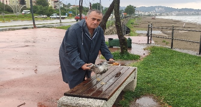 Başkan yardımcısının duyarlılığı martıyı hayata döndürdü