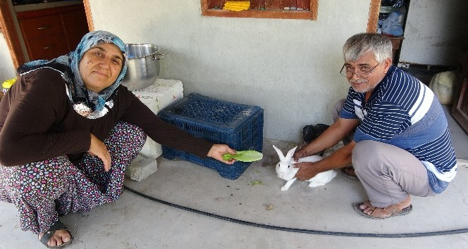 Alevlerden kurtulan ‘Pamuk’ tavşana gözleri gibi bakıyorlar