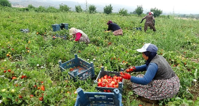 Domates tarlada 1, markette 5 lira