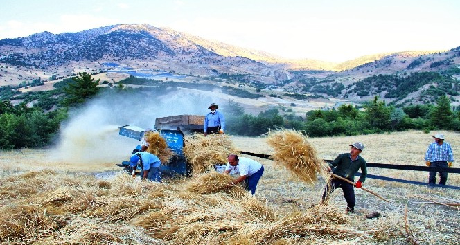 Göksun’da ekinler biçilmeye başladı